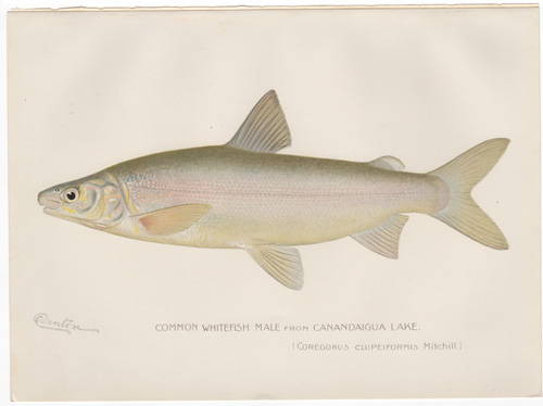 Denton fish lithograph from 1898